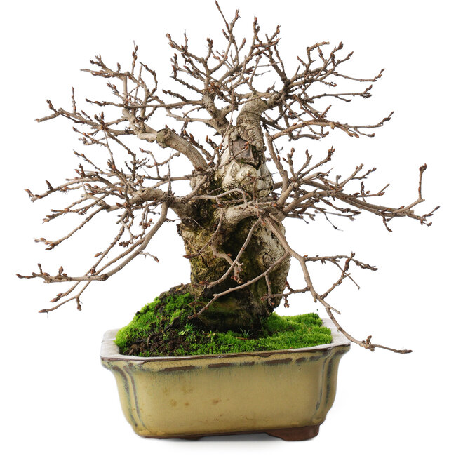 Carpinus coreana, 21 cm, ± 50 anni, in un vaso con due piedi rotti