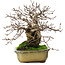 Carpinus coreana, 21 cm, ± 50 years old, in a pot with two broken feet