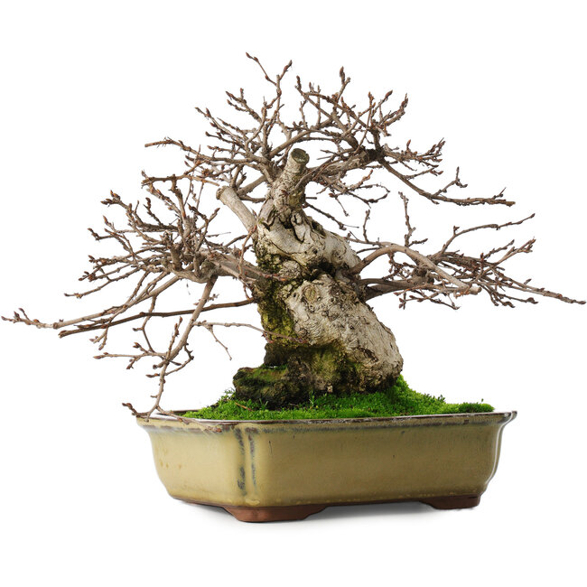 Carpinus coreana, 21 cm, ± 50 years old, in a pot with two broken feet