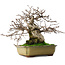 Carpinus coreana, 21 cm, ± 50 years old, in a pot with two broken feet