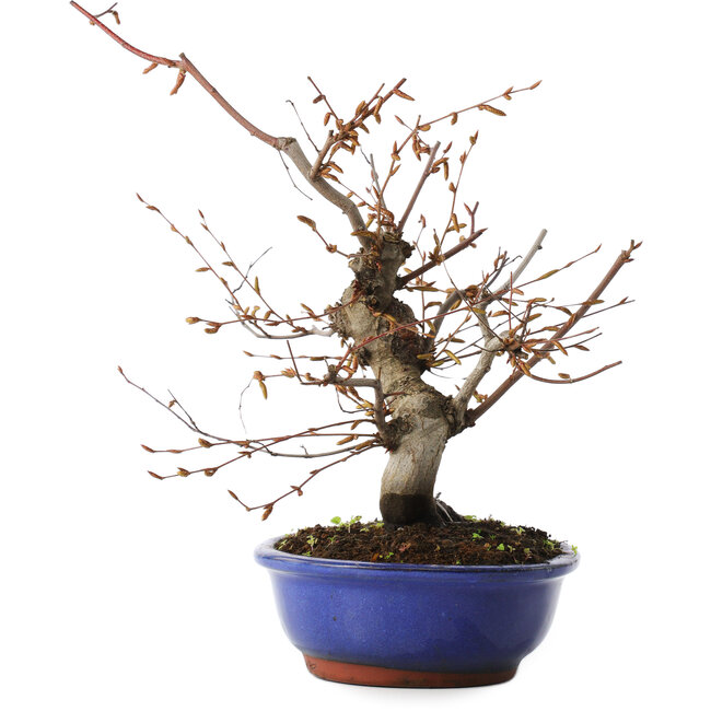 Carpinus coreana, 27 cm, ± 15 ans