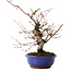Carpinus coreana, 27 cm, ± 15 jaar oud