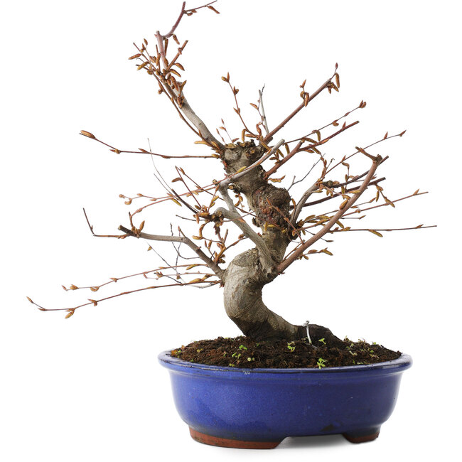 Carpinus coreana, 27 cm, ± 15 Jahre alt