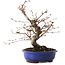 Carpinus coreana, 27 cm, ± 15 jaar oud