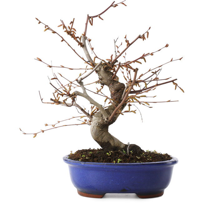 Carpinus coreana, 27 cm, ± 15 años