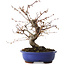 Carpinus coreana, 27 cm, ± 15 jaar oud