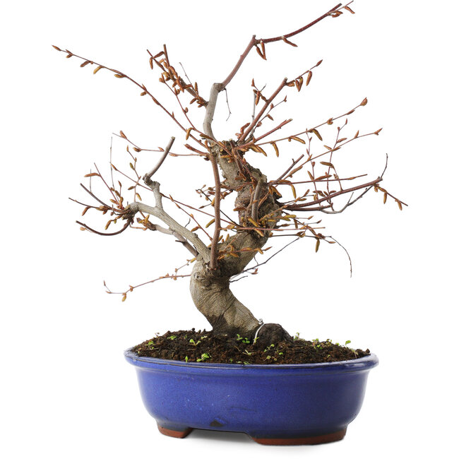Carpinus coreana, 27 cm, ± 15 Jahre alt