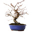 Carpinus coreana, 27 cm, ± 15 jaar oud