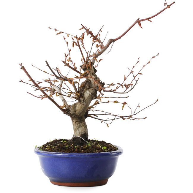 Carpinus coreana, 27 cm, ± 15 anni