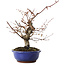 Carpinus coreana, 27 cm, ± 15 jaar oud