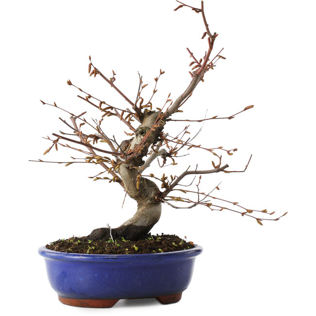 Carpinus coreana, 27 cm, ± 15 ans
