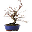 Carpinus coreana, 27 cm, ± 15 jaar oud