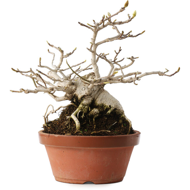 Magnolia stellata, 23,5 cm, ± 20 jaar oud