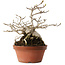 Magnolia stellata, 23,5 cm, ± 20 jaar oud