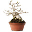 Magnolia stellata, 23,5 cm, ± 20 jaar oud