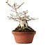 Magnolia stellata, 23,5 cm, ± 20 jaar oud