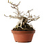 Magnolia stellata, 23,5 cm, ± 20 jaar oud