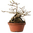 Magnolia stellata, 23,5 cm, ± 20 jaar oud