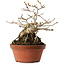 Magnolia stellata, 23,5 cm, ± 20 jaar oud
