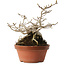 Magnolia stellata, 23,5 cm, ± 20 jaar oud
