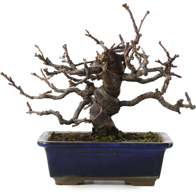 pseudocydonia sinensis, 16 cm, ± 10 years old