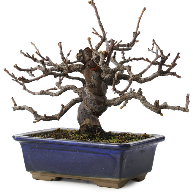 pseudocydonia sinensis, 16 cm, ± 10 ans