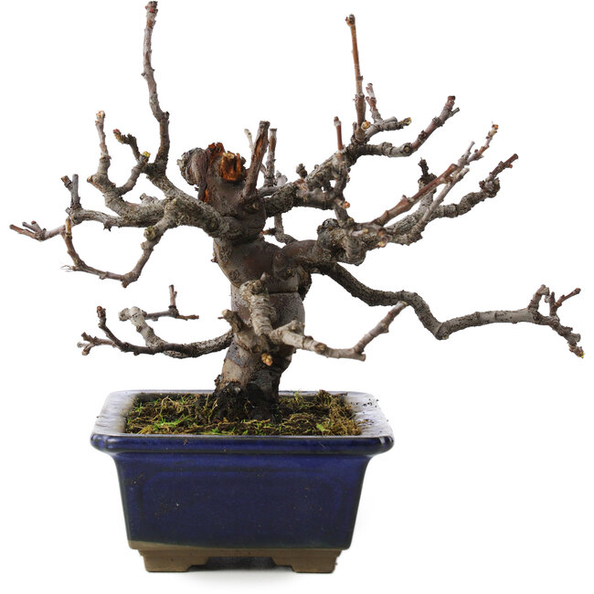 pseudocydonia sinensis, 16 cm, ± 10 jaar oud