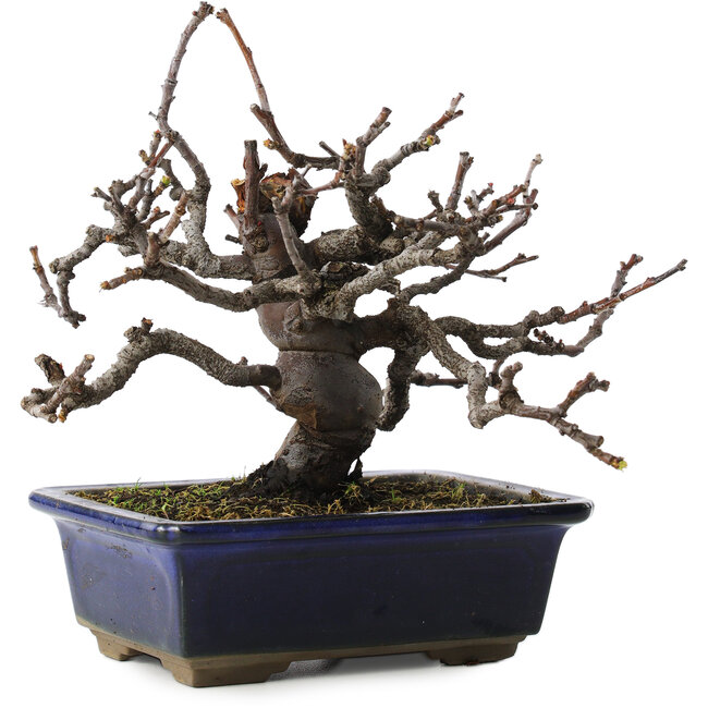 pseudocydonia sinensis, 16 cm, ± 10 Jahre alt