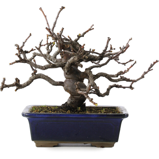 pseudocydonia sinensis, 16 cm, ± 10 ans