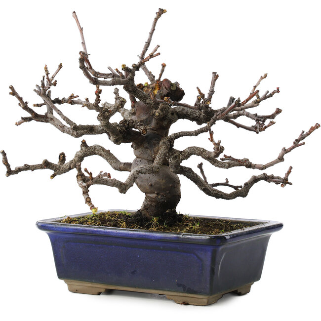 pseudocydonia sinensis, 16 cm, ± 10 years old