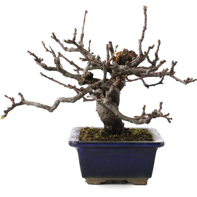 pseudocydonia sinensis, 16 cm, ± 10 Jahre alt