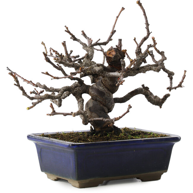 pseudocydonia sinensis, 16 cm, ± 10 ans