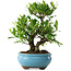 Gardenia jasminoides, 23 cm, ± 8 jaar oud