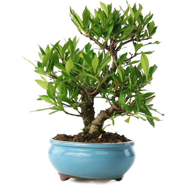 Gardenia jasminoides, 23 cm, ± 8 years old