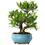 Gardenia jasminoides, 23 cm, ± 8 jaar oud