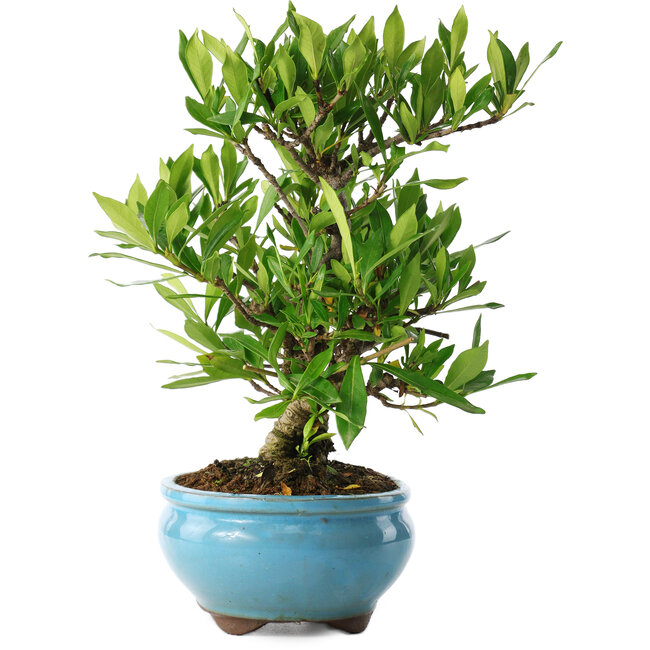 Gardenia jasminoides, 23 cm, ± 8 years old