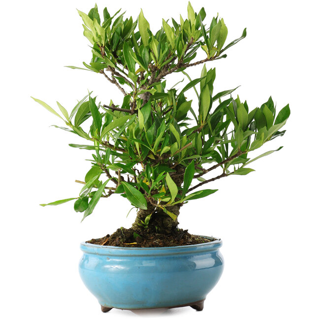 Gardenia jasminoides, 23 cm, ± 8 years old