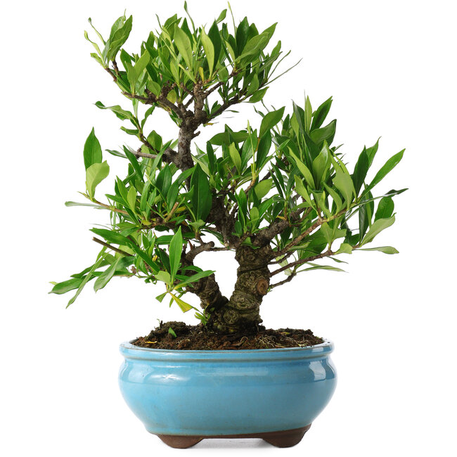 Gardenia jasminoides, 23 cm, ± 8 ans