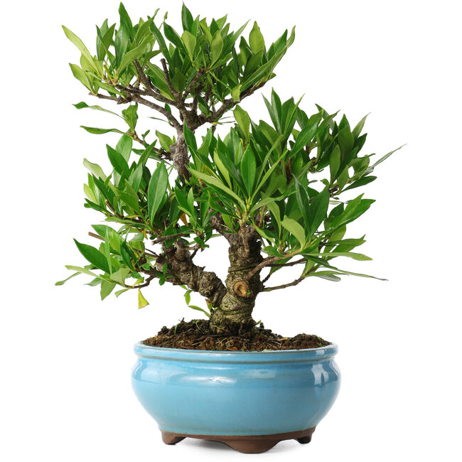 Gardenia jasminoides, 23 cm, ± 8 years old