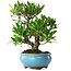 Gardenia jasminoides, 23 cm, ± 8 jaar oud