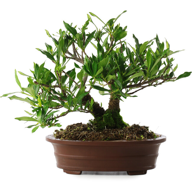 Gardenia jasminoides, 21,5 cm, ± 8 Jahre alt, im Topf mit mehreren Absplitterungen an den Füßen