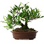 Gardenia jasminoides, 21,5 cm, ± 8 ans, en pot avec de multiples éclats des pieds