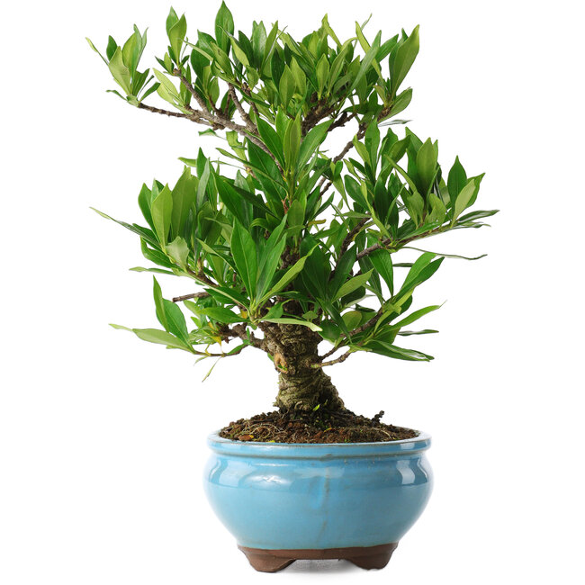 Gardenia jasminoides, 23 cm, ± 8 years old