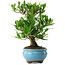 Gardenia jasminoides, 23 cm, ± 8 jaar oud