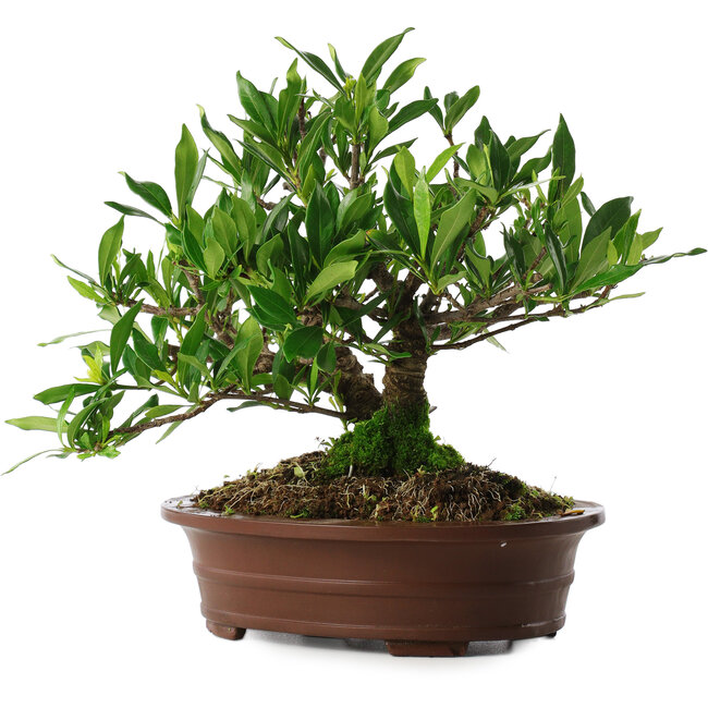 Gardenia jasminoides, 21,5 cm, ± 8 years old, in a pot with multiple chips of the feet