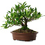 Gardenia jasminoides, 21,5 cm, ± 8 ans, en pot avec de multiples éclats des pieds