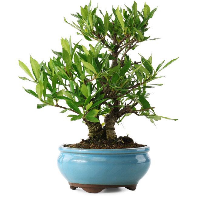 Gardenia jasminoides, 23 cm, ± 8 Jahre alt