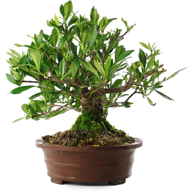 Gardenia jasminoides, 21,5 cm, ± 8 jaar oud, in een pot met meerdere chips van de voeten