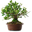 Gardenia jasminoides, 21,5 cm, ± 8 ans, en pot avec de multiples éclats des pieds