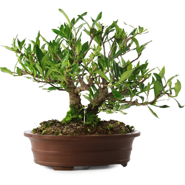 Gardenia jasminoides, 21,5 cm, ± 8 anni, in un vaso con più schegge dei piedi